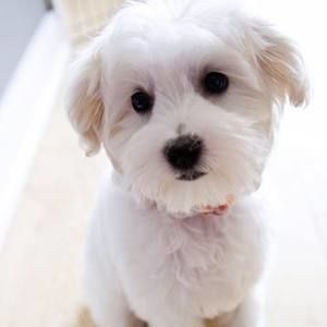 Meet your Posher, Huangyuan